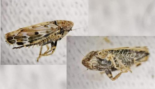 Réf. 319 200 : Sardius argus
